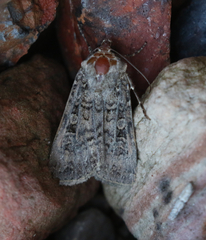 Euxoa terrenus
