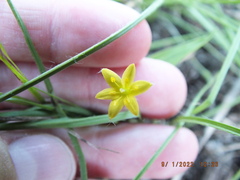 Hypoxis