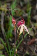 Caladenia fulva