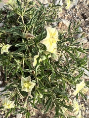 Chamaesaracha edwardsiana