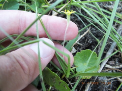Hypoxis