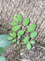 Phyllanthus caroliniensis