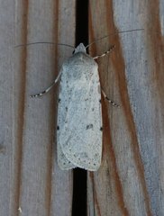 Agrotis vetusta