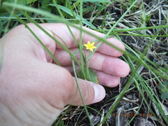 Hypoxis
