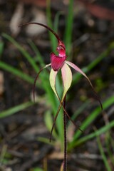 Caladenia fulva