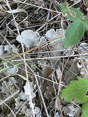 Peltigera canina