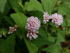 Persicaria runcinata