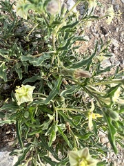 Chamaesaracha edwardsiana