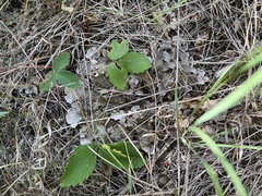 Peltigera canina