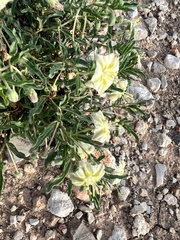 Chamaesaracha edwardsiana