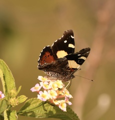 Vanessa itea