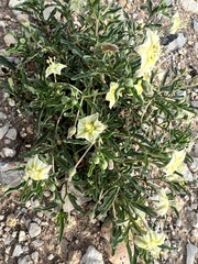 Chamaesaracha edwardsiana