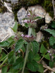 Clinopodium chinense