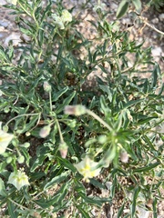 Chamaesaracha edwardsiana