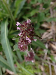 Clinopodium chinense