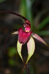 Caladenia fulva