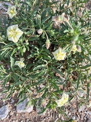 Chamaesaracha edwardsiana