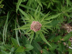 Eupatorium formosanum