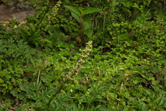 Platanthera longibracteata