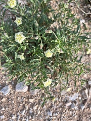 Chamaesaracha edwardsiana