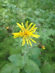 Crepis sibirica