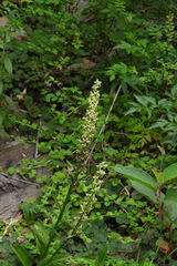 Platanthera longibracteata