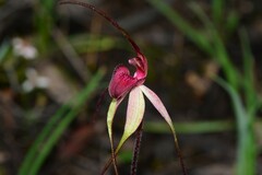 Caladenia fulva