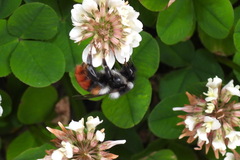 Bombus formosellus