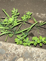 Euphorbia peplus