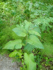 Crepis sibirica