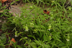 Silene baccifera