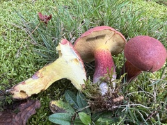 Baorangia