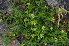 Silene baccifera