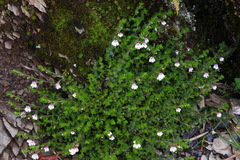 Euphrasia transmorrisonensis