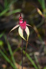 Caladenia fulva