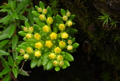Sedum morrisonense