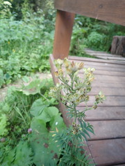 Polemonium caeruleum