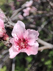 Prunus persica