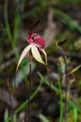 Caladenia fulva