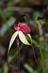 Caladenia fulva