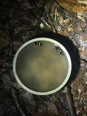 Nicrophorus tomentosus