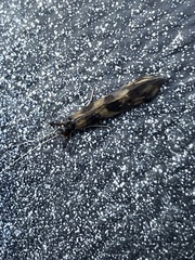 Mystacides longicornis