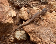 Ctenophorus caudicinctus