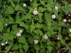 Persicaria runcinata