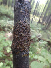 Melanelixia subaurifera