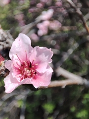 Prunus persica