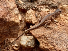 Ctenophorus caudicinctus