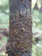 Melanelixia subaurifera