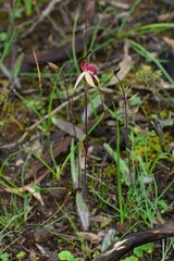 Caladenia fulva
