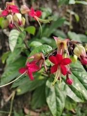 Clerodendrum